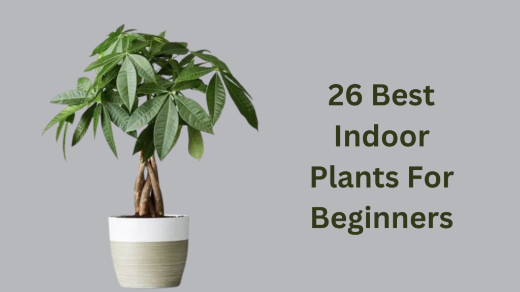 Parlor palm - 26 Best Indoor Plants For Beginners