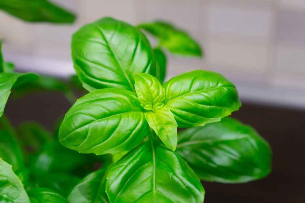 Best Herbs to Grow Indoors