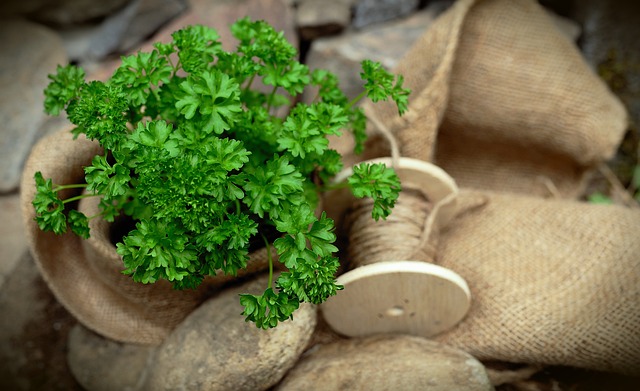 Best Herbs to Grow Indoors