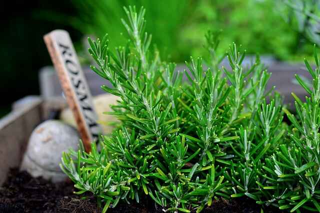 Best Herbs to Grow Indoors