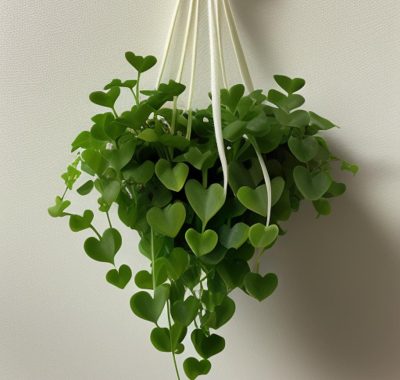 String of Hearts plant