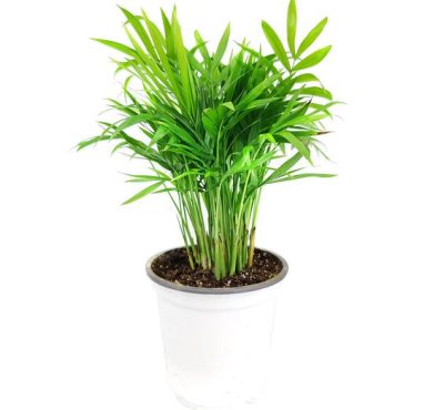 Bamboo palm plant