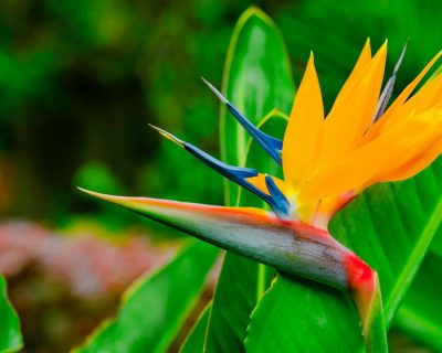 Bird of Paradise