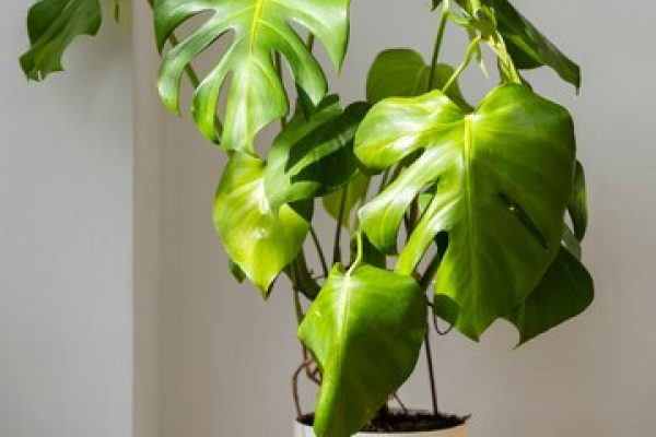 Philodendron plant