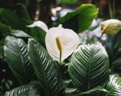 Peace Lily plant- best indoor plants for beginners