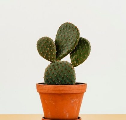 Cactus plant