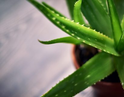 Aloe-vera plant