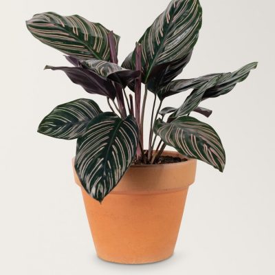 Calathea plant