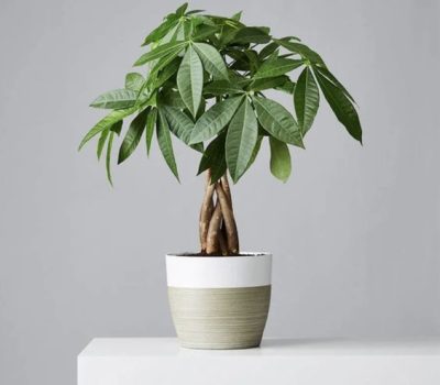 money tree- best indoor plants for beginners