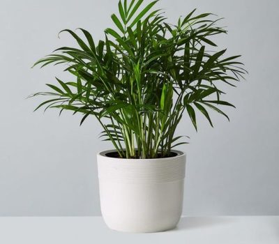 Parlor palm- best indoor plants for beginners