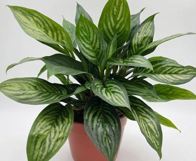 Chinese Evergreen plant