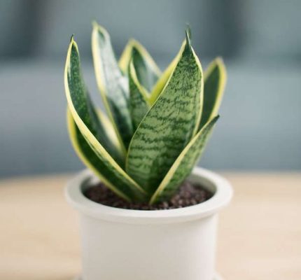 Snake plant-best indoor plants for beginners